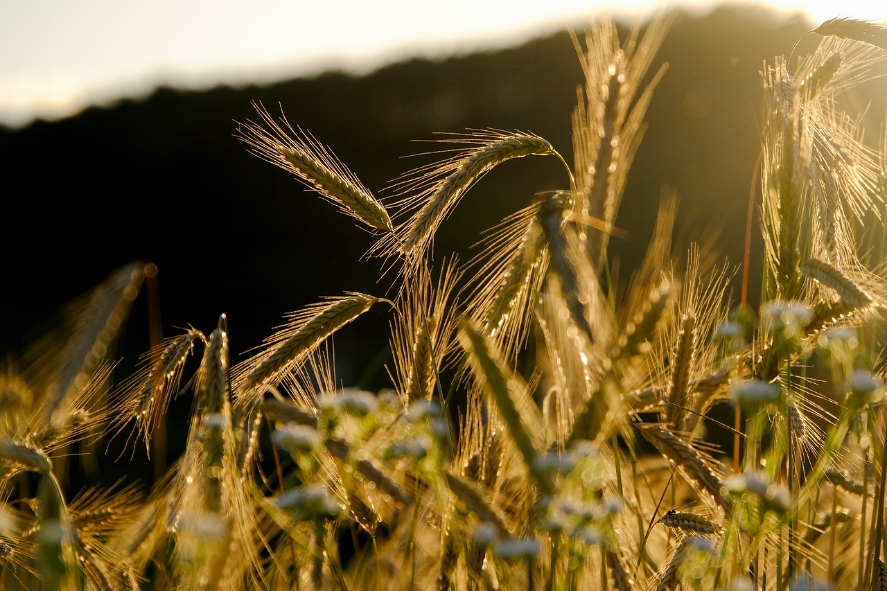 agrochemical